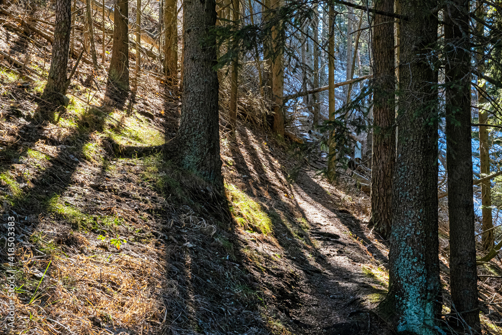 Fototapeta premium Coniferous forest in Low Tatras mountains, Slovakia