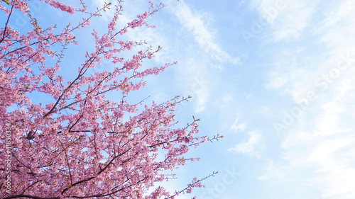 河津桜の木と青空