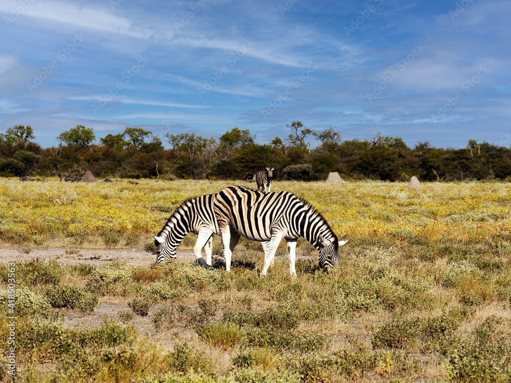 Naklejka premium Damara zebra mares, Equus burchelli antiquorum, grazing in Etosha National Park. Namibia