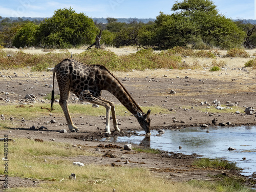 Angolan Giraffe, Giraffa camelopardalis angolensis, if it wants to drink, it must spread wide. Namibia