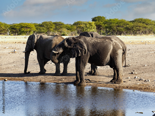 A herd of African elephant, Loxodonta africana, gathered at a watering hole. Namibia