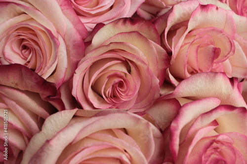 Background of pink roses  taken close-up.