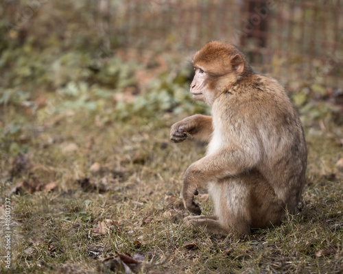 Barbary Macaque monkey in zoo © erwin