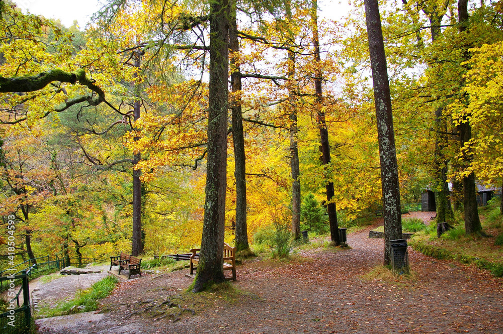 Naklejka premium Autumn leaves at Swallow Falls, Betws-y-Coed, Conwy, Wales, UK. 
