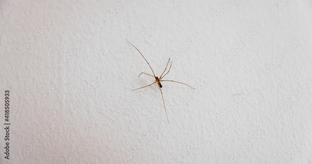 Spider climbing up the wall closeup macro Spider climbing up the wall closeup macro