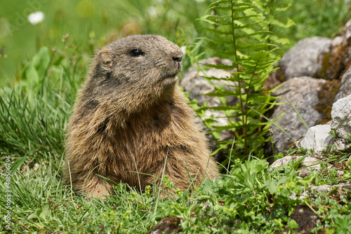 Neugieriges Alpenmurmeltier in Nahaufnahme
