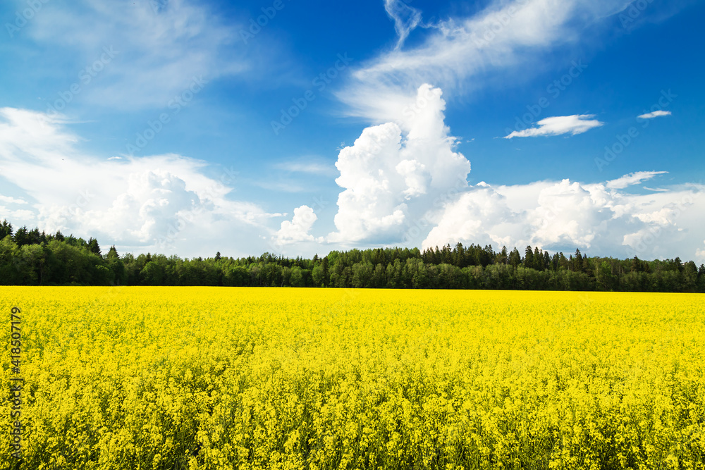 Field of yellow flowers and blue sky. Bright sunny summer day.