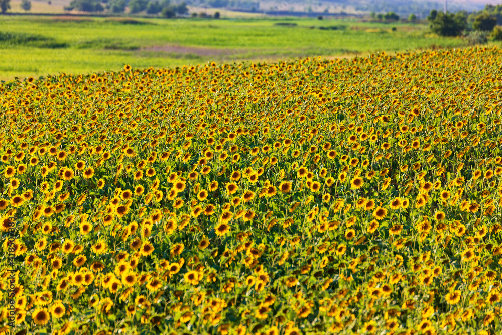 Sunflower field, on a bright summer day,