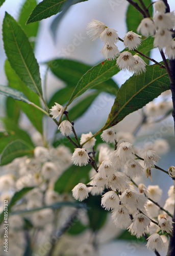 White flowers of the Australian native Blueberry Ash, Elaeocarpus reticulatus, family Elaeocarpaceae. Endemic to the east coast of Australia. Also known as Fairy Petticoats due to fringed flowers photo