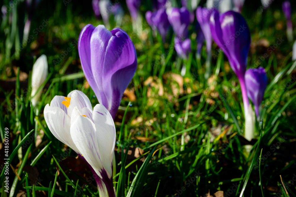 White and violet crocuses in the garden during warm spring White and violet crocuses in the garden during warm spring