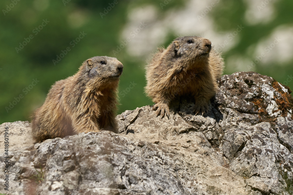 Alpenmurmeltiere sonnen sich auf einem Felsblock Alpenmurmeltiere sonnen sich auf einem Felsblock