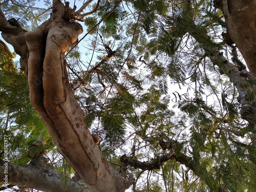 tree in the forest