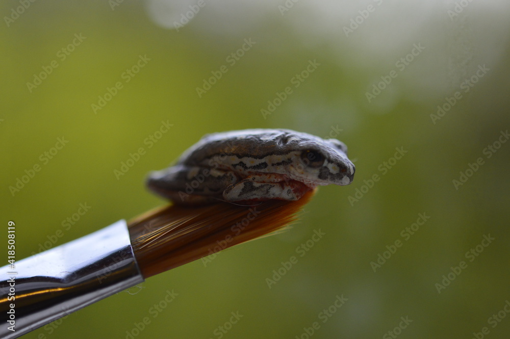 Obraz premium Frog and paintbrush 