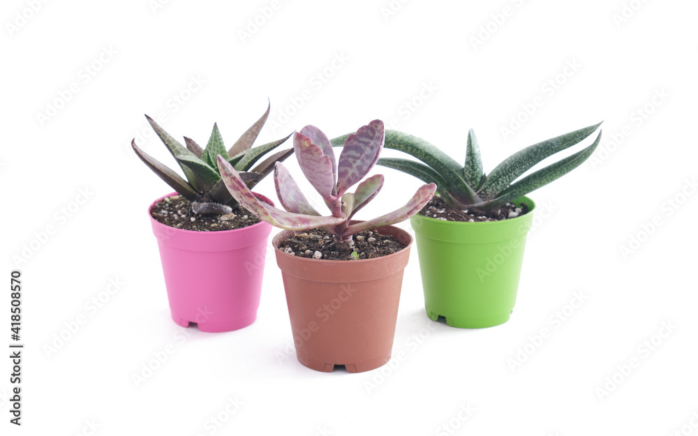 Fototapeta premium Three Succulent Plants Isolated On White Background