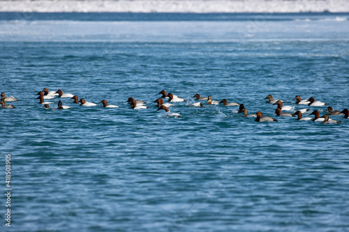 flock of canvasback and redhead ducks swimming on a lake Fototapet