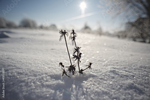 Winter flat landscape.After a cold night, the branches of the trees in the field are covered with frost. The background is blurry, boke. Traces of people, sunny sky, small and large plants are visible