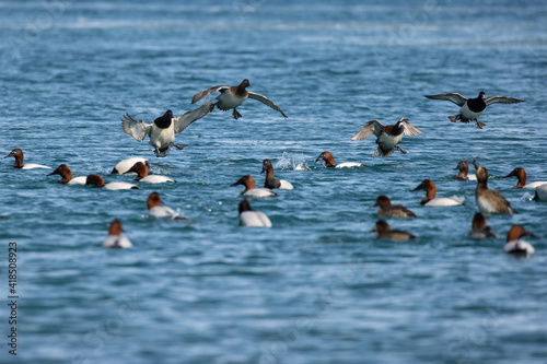 Canvasback and bluebill ducks in flight about to land on water photo