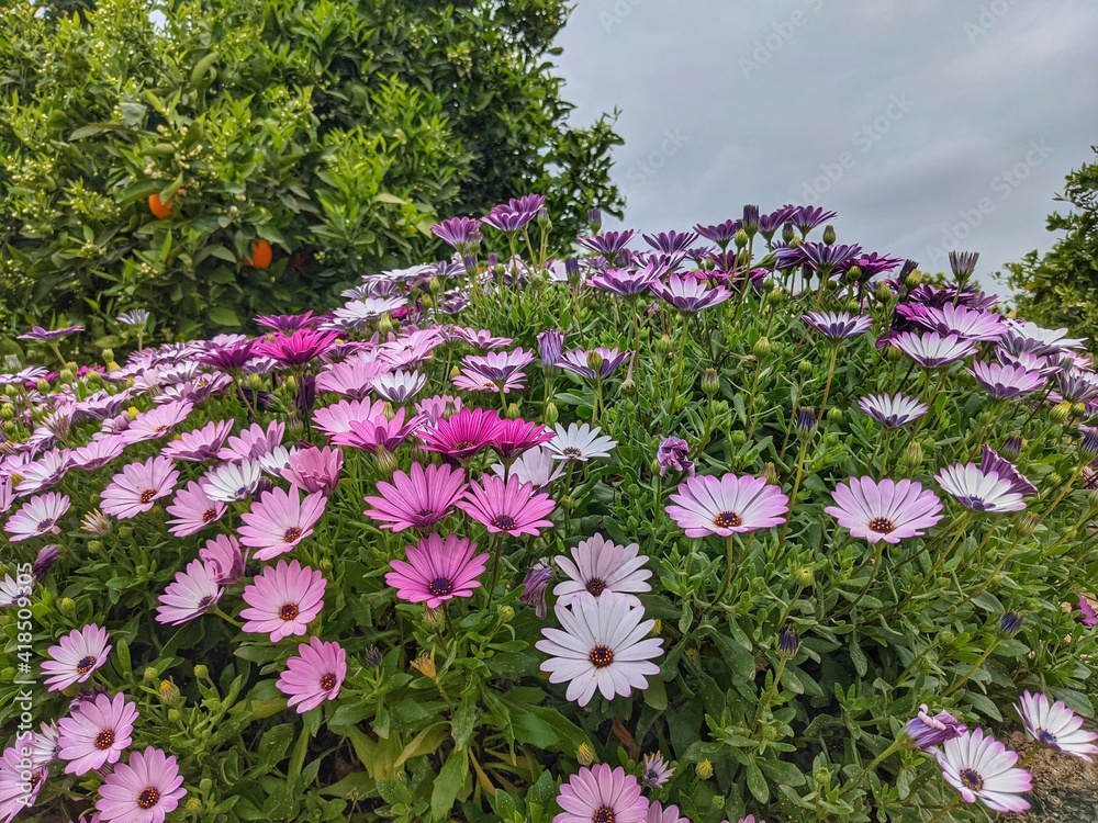 Obraz premium Bright spring flowers in the natural setting, countryside
