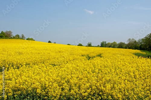 Canola fields in the summertime