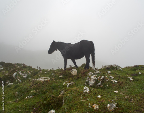 Black horse grazing on a mountain in Asturias  Spain  on a cloudy day with fog