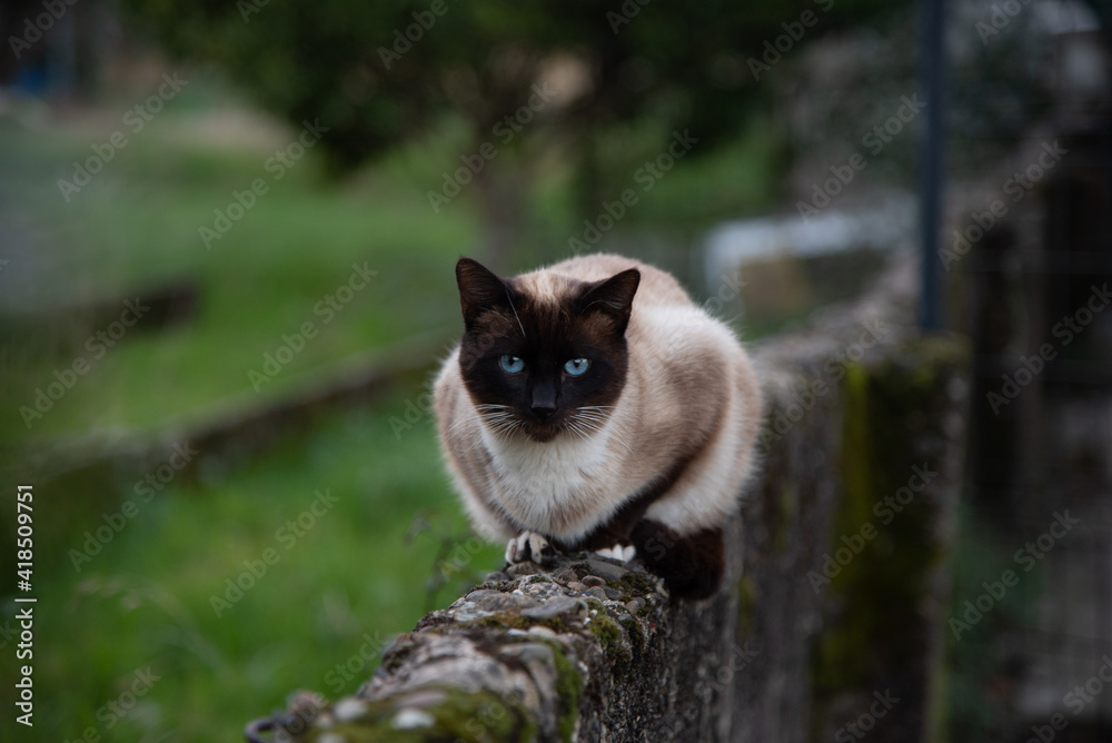 Gato siamés con ojos azules encima de un muro de piedra Stock Photo