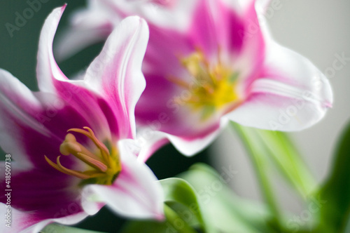 white pink tulips