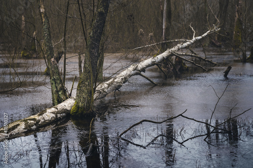 Fototapeta Naklejka Na Ścianę i Meble -  Złamana brzoza na rozlewisku w lesie