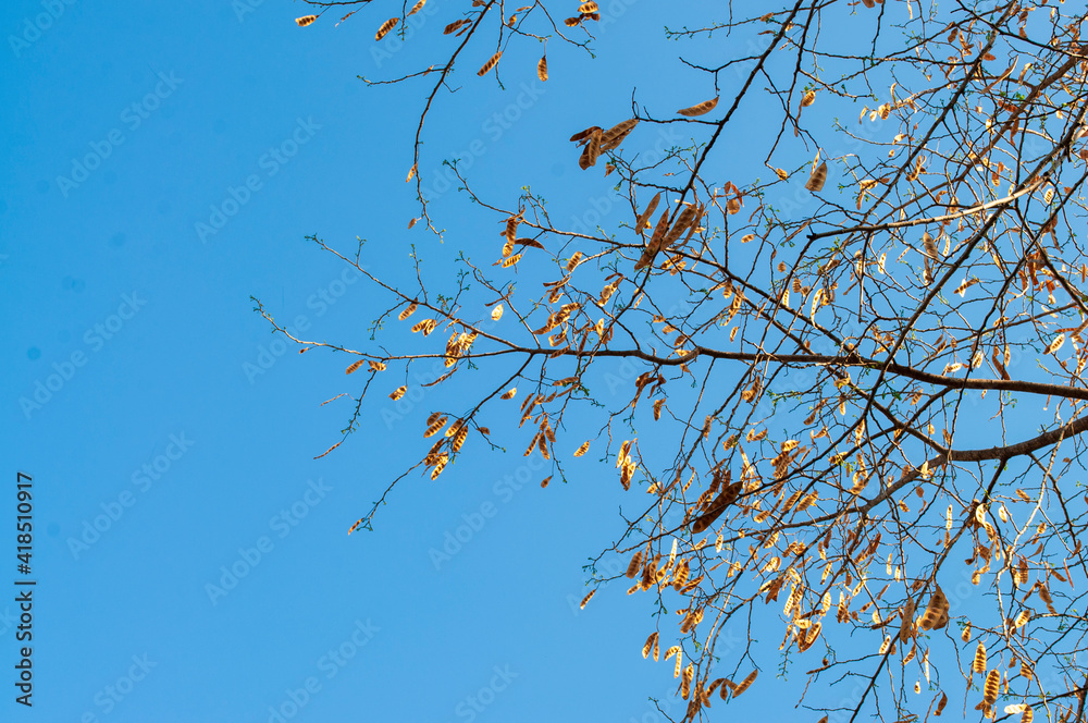 Branches and dry leaves in the sky background Branches and dry leaves in the sky background