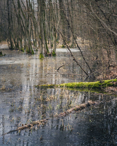 mokradło w Polskim lesie - Kampinoski Park Narodowy