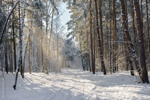 Pogodny zimowy dzień w lesie © af-mar