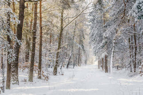 Śnieżny Polski las © af-mar