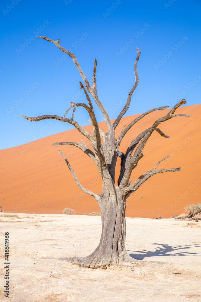 Dead camelthorn trees against dunes and blue sky in Deadvlei, Sossusvlei. Namib-Naukluft National Park, Namibia.
Dead camelthorn trees against dunes and blue sky in Deadvlei, Sossusvlei. Namib-Naukluft National Park, Namibia.