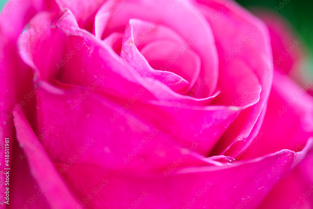 Bright pink rose close-up background. Fresh rose flower in a bouquet Bright pink rose close-up background. Fresh rose flower in a bouquet