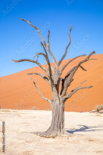 Dead camelthorn trees against dunes and blue sky in Deadvlei, Sossusvlei. Namib-Naukluft National Park, Namibia. 