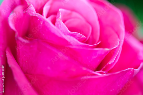 Bright pink rose close-up background. Fresh rose flower in a bouquet