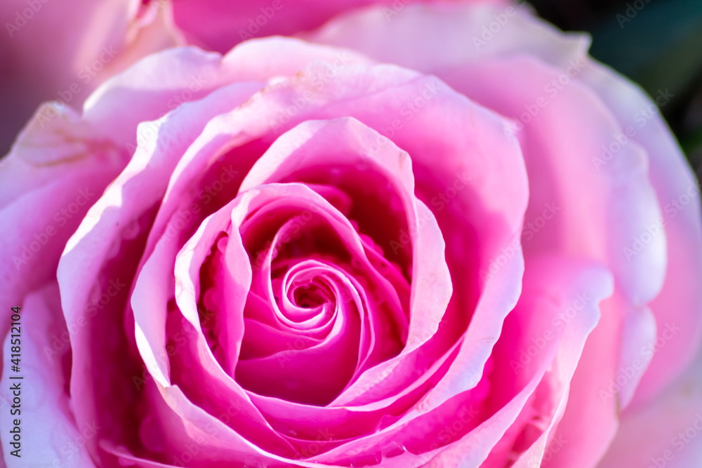 Macro of a pink rose in full blow as valentines day bouquet with a blurred background and soft petals as tender decoration to show love and romance as floral ensemble and gift for mothers day greeting Macro of a pink rose in full blow as valentines day bouquet with a blurred background and soft petals as tender decoration to show love and romance as floral ensemble and gift for mothers day greeting