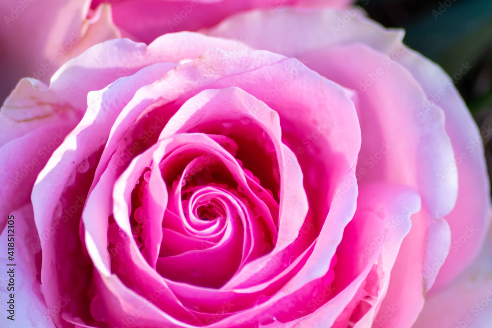 Macro of a pink rose in full blow as valentines day bouquet with a blurred background and soft petals as tender decoration to show love and romance as floral ensemble and gift for mothers day greeting