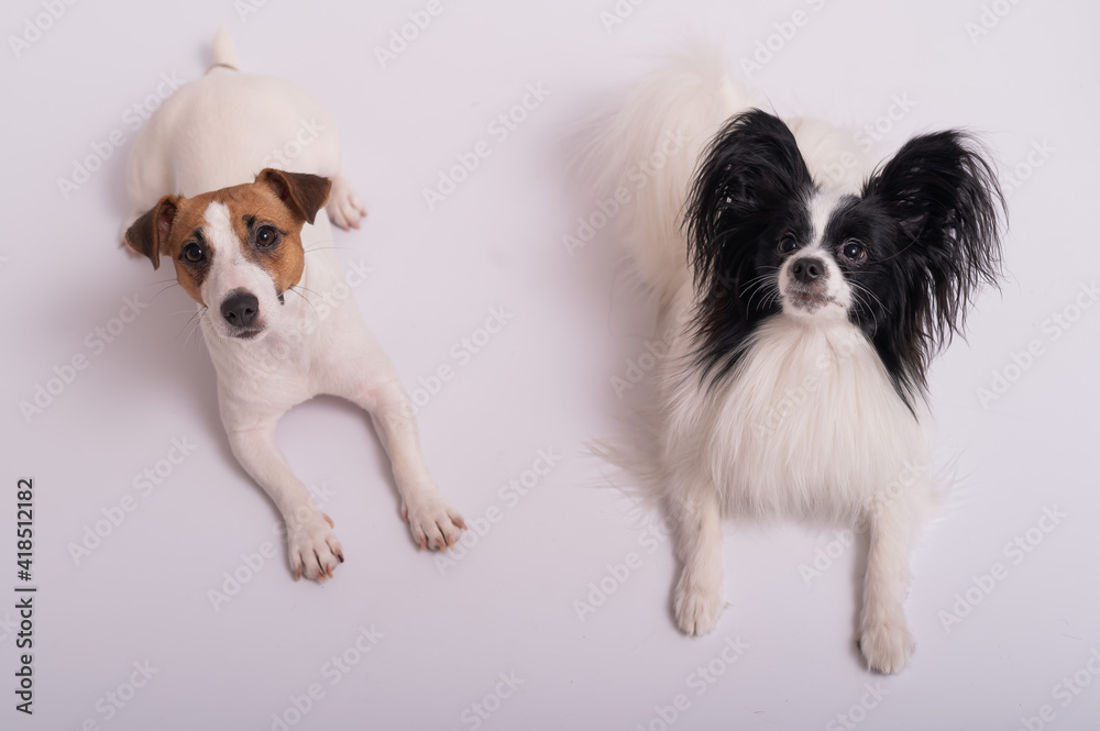 Two little cute dogs Jack Russell Terrier and Papillon breed on a white background Two little cute dogs Jack Russell Terrier and Papillon breed on a white background