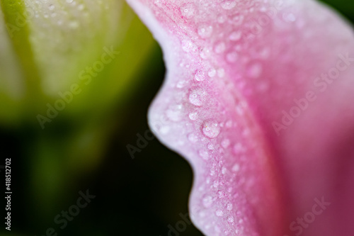 Petals and flower with droplet. Abstract close-up background with flower and natural minimal object.