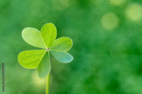 Lucky charm. St. Patrick's Day green shamrock with copy space. Background, card, poster or banner in high resolution