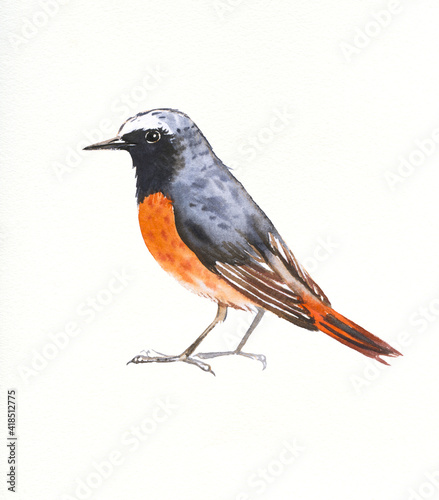 Hand drawn watercolor illustration bird Black redstart photo