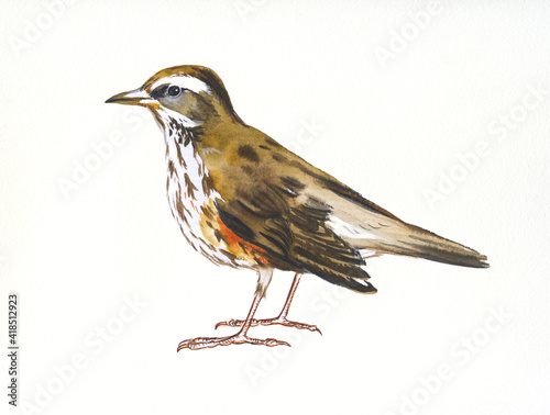 Obraz na plátně Hand drawn watercolor illustration bird Thrush