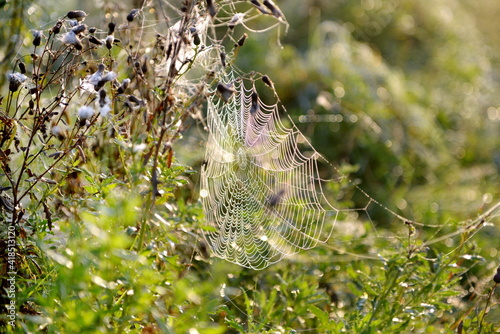 spider web on morning grass 