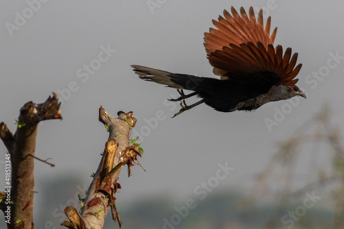 The greater coucal  wing span 