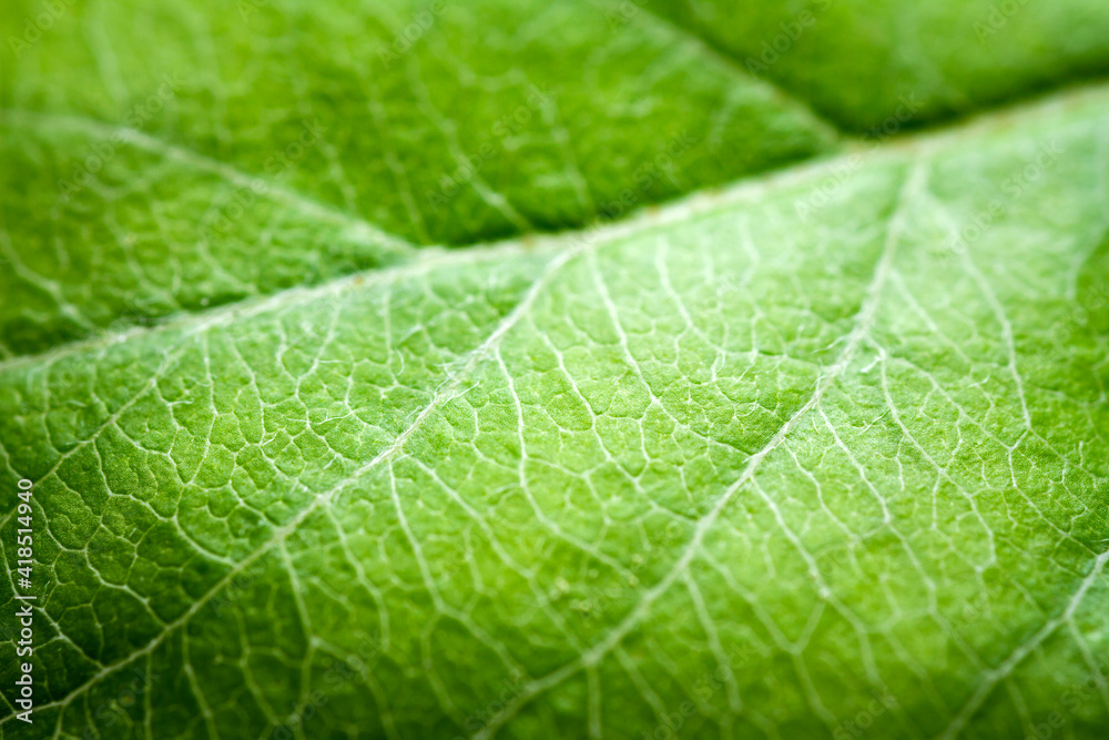Extreme close-up of a apple leaf. Extreme close-up of a apple leaf.