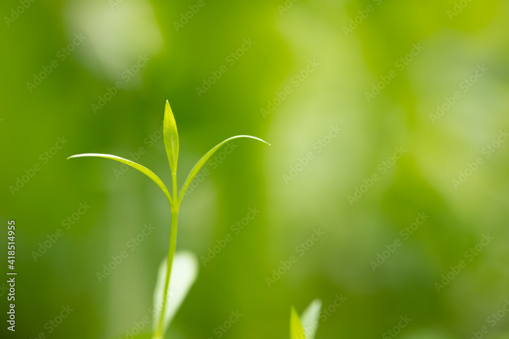 Young green sprout close-up on a background of tender greenery Young green sprout close-up on a background of tender greenery