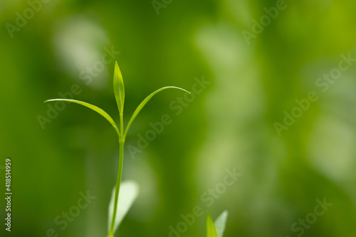 Young green sprout close-up on a background of tender greenery