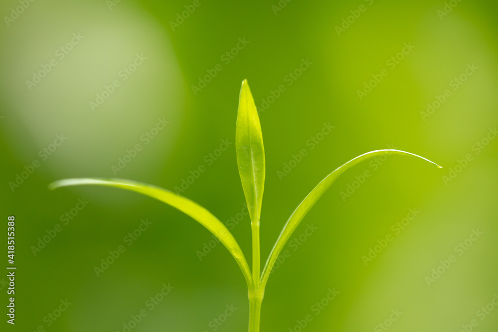 Young green sprout close-up on a background of tender greenery Young green sprout close-up on a background of tender greenery