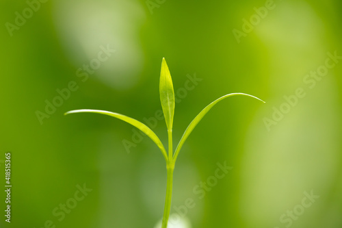 Young green sprout close-up on a background of tender greenery