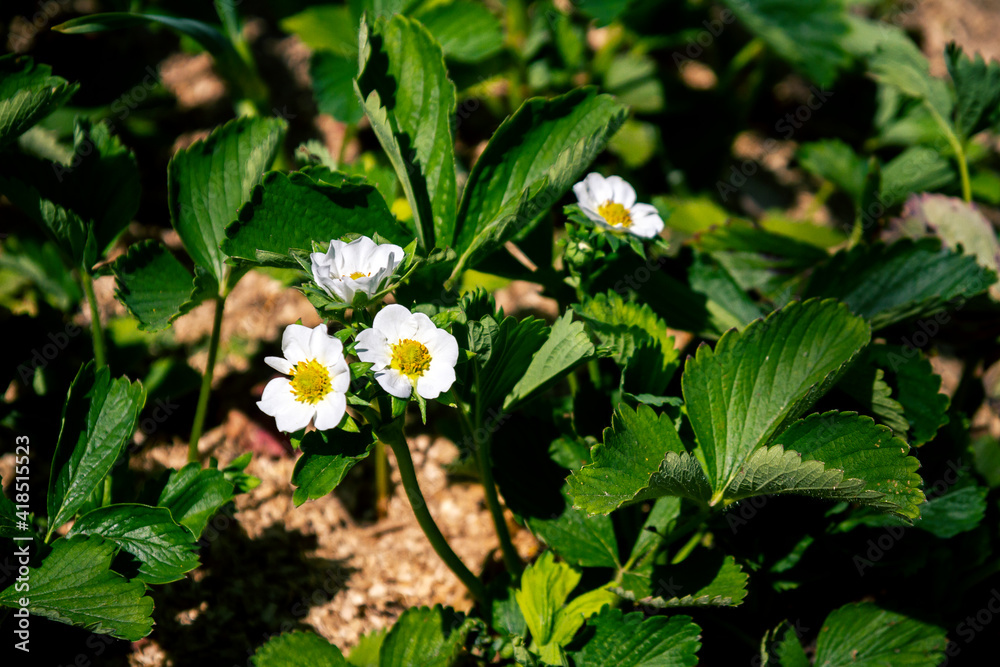 White blossoms of blooming strawberry plant White blossoms of blooming strawberry plant